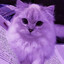 purple_cat