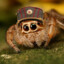 Pavuk