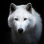 White Wolf