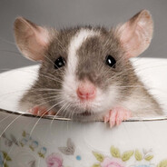 ♥ Loot-Rat ♥