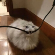 Kubeq_ avatar