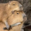 Ursus