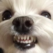 말티즈는참지않긔