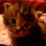lovekitties