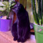 BlackTiger005