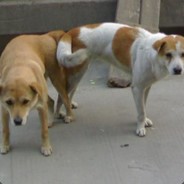 壮士请先杀伏地魔