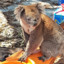 Kayaking Koala