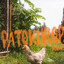PatoKuroPatwa