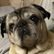 415-ый - steam id 76561199116735335