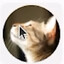 funny cat