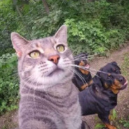 贪吃的布鲁克斯