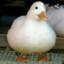 Fat_duck