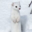 似雪伶鼬