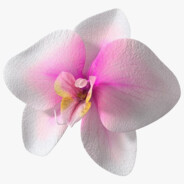 Orchid