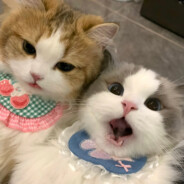 不是美女好烦啊