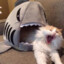 TheSharkEatingCat420^69