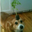 WiniThePooh sous ganja