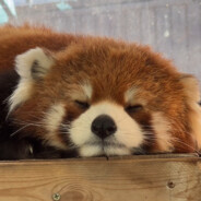 老实的农村入666