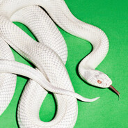 富贵爱吃大鸡柳