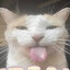 freaky cat gaming