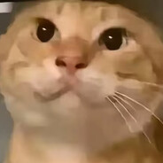 猫猫有什么恶意