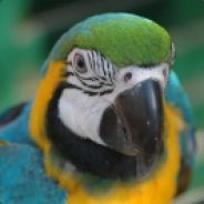 netbaron - steam id 76561197971016863