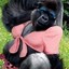 Gorillka`