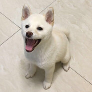 一拳一个猪猪饼