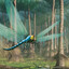 antediluvian car-sized dragonfly
