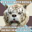 BOT Retarded Tiger