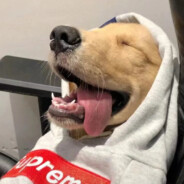 拖把沾屎 吕布在世