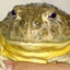 fatfrog