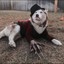 Husky Krueger