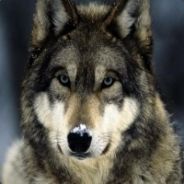 Призрачный_Волк