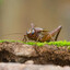Cricket