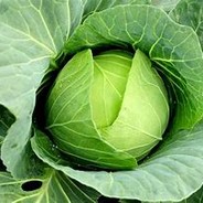 slickcabbage