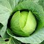 slickcabbage