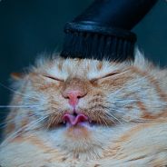 Dezent's Avatar
