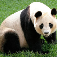 The Panda