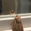 Moth0fHeathen