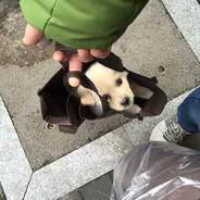 带上野牛陪你玩