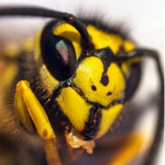 Biggie Wasp