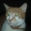 I_Like_Catz