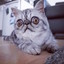 A Cat With Googly Eyes