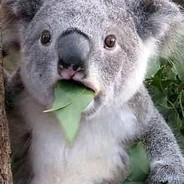 从未如此美妙的开局