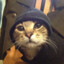 iri$ meow meow
