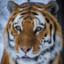 Tigerjay