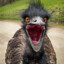 Angry Emu #NeverForget1932