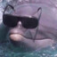 Cool Dolphin