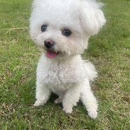 体弱多病牛牛超硬